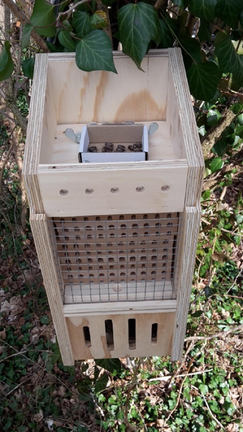 wildbienen4