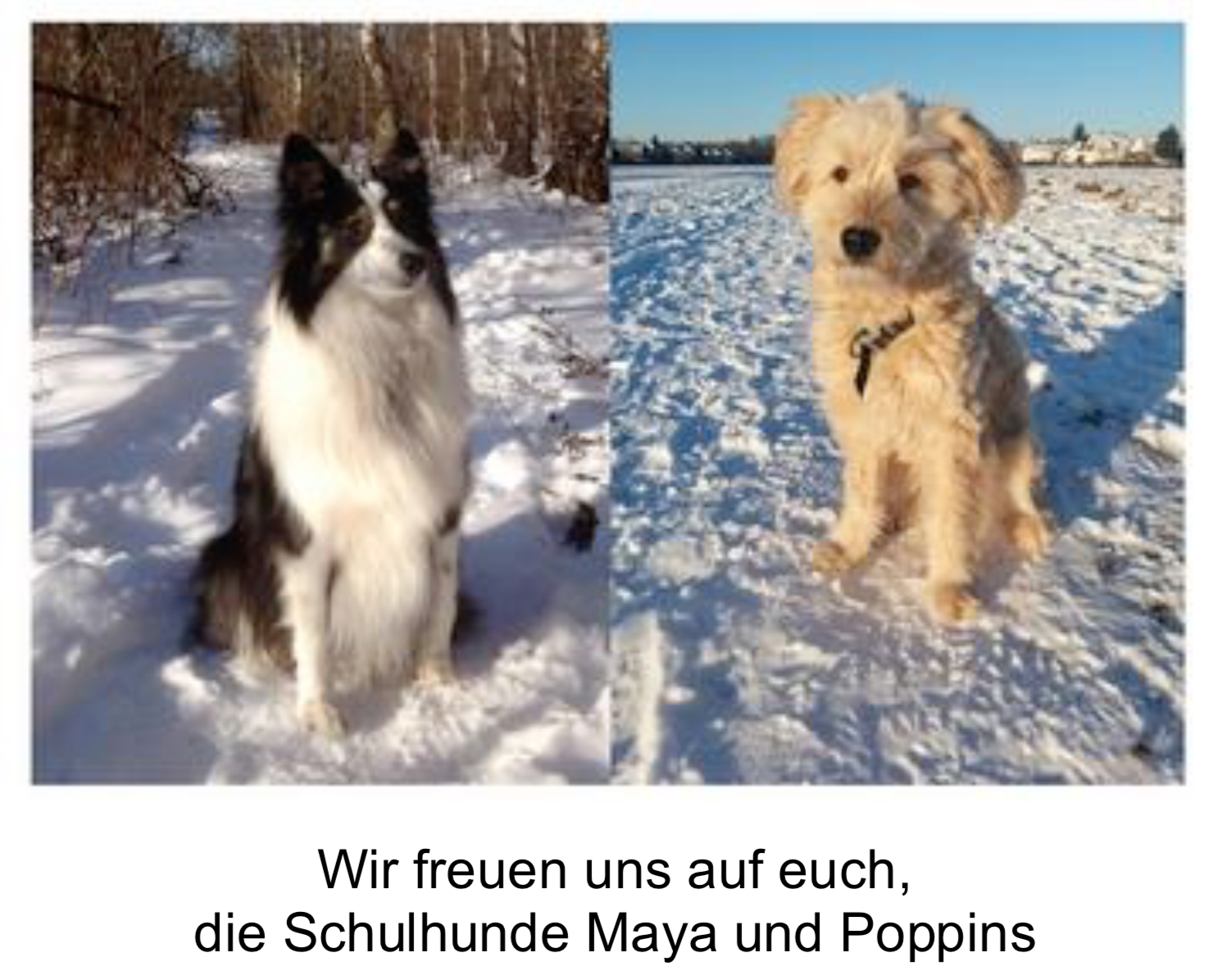 schulhunde