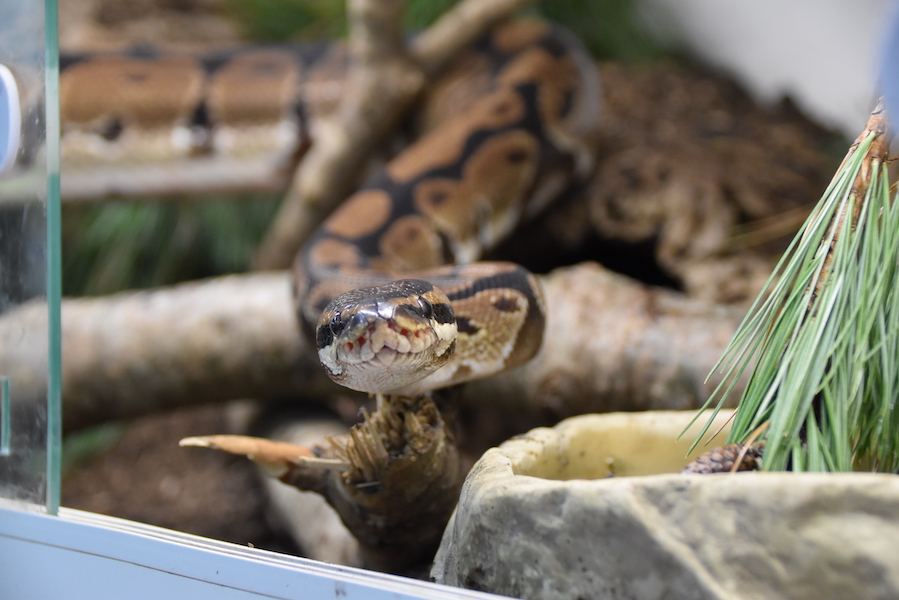 Königspython Python regius frontal Nahaufnahme