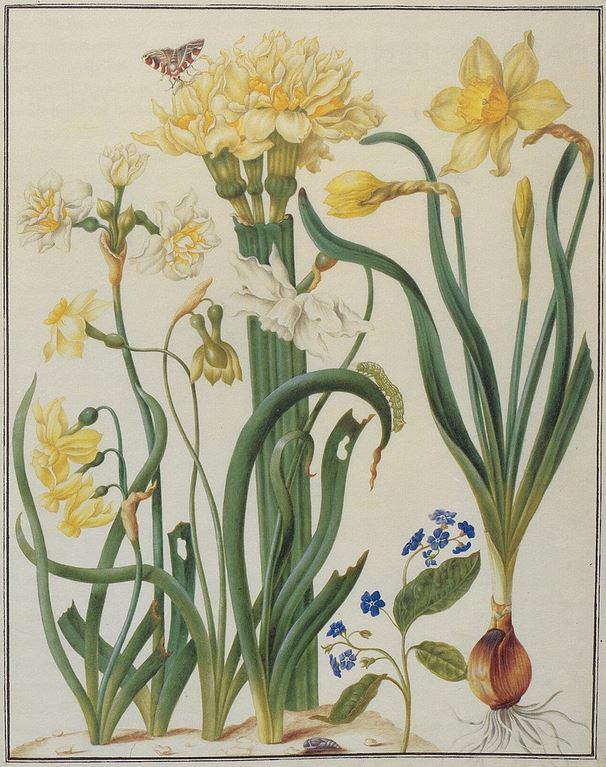 Blumen Merian