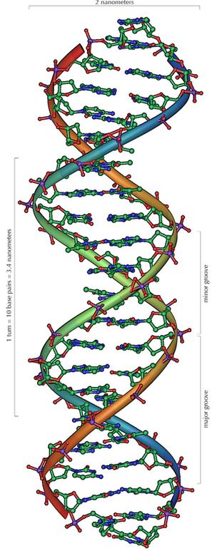 DNA